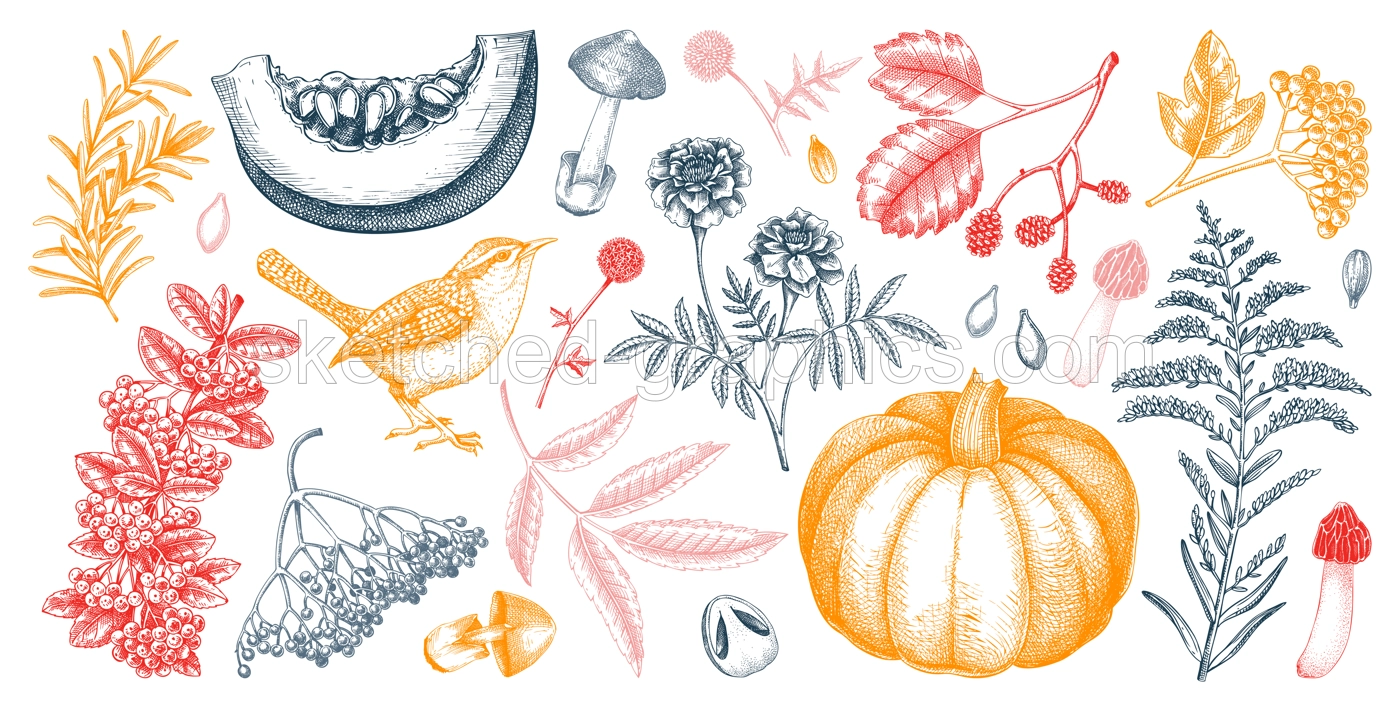 Hand drawn autumn illustrations. Vintage botanical drawings. Fall leaves, pumpkins, mushrooms, and birds sketches. Thanksgiving day design elements. NOT AI generated Illustration